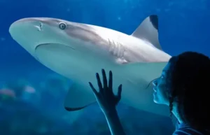 Aquarium Sea Life Val d'Europe
